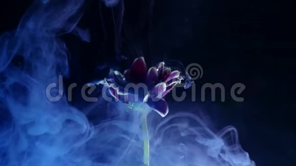 一朵花在水中的墨水五颜六色的墨水美丽地落在浸入水中的花朵上视频的预览图