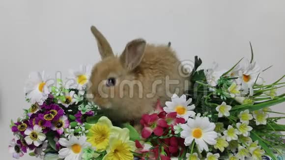 兔子在花上视频的预览图