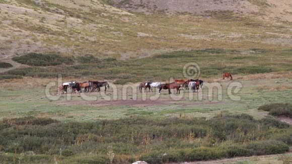 马被放牧在牧场上视频的预览图