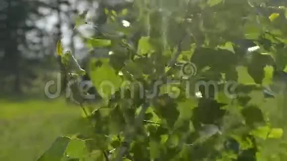 杨枝带绿叶慢动作视频视频的预览图