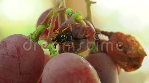 自然界昆虫的宏观摄影视频的预览图