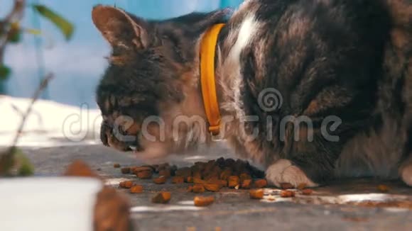 街上无家可归的灰猫猫食视频的预览图
