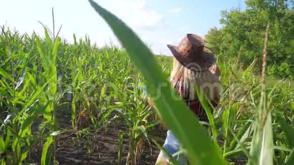 智慧农业慢动作视频概念女孩农学家在玉米地里拿着平板电脑正在学习和学习视频的预览图