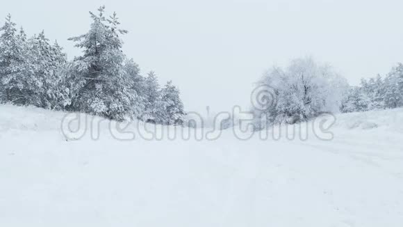 雪中的枞树冬天野生的圣诞森林下雪视频的预览图