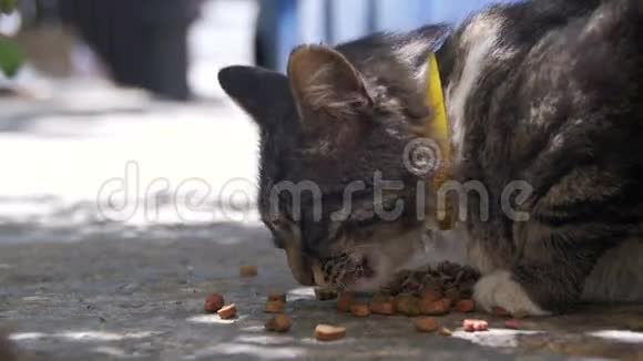 街上无家可归的灰猫猫食视频的预览图