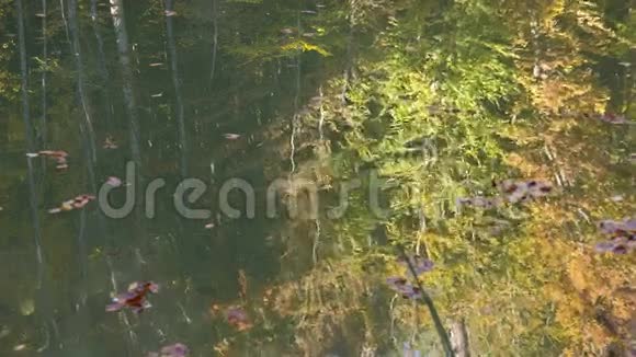 湖面秋树的倒影视频的预览图