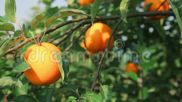 橘枝上的汁橙视频的预览图