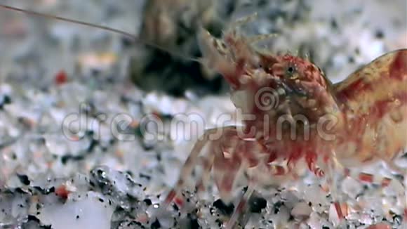赤虾蒙面寻找食物水下靠近白海俄罗斯视频的预览图
