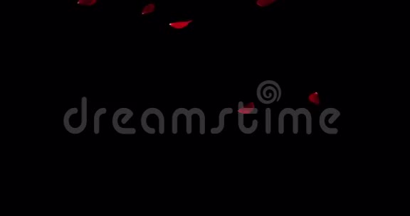 红艳艳的花瓣在黑色背景下飞舞爱情和情人节视频的预览图