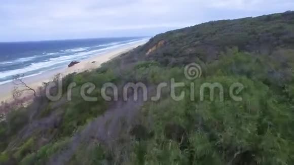 森林树木和海洋视频的预览图