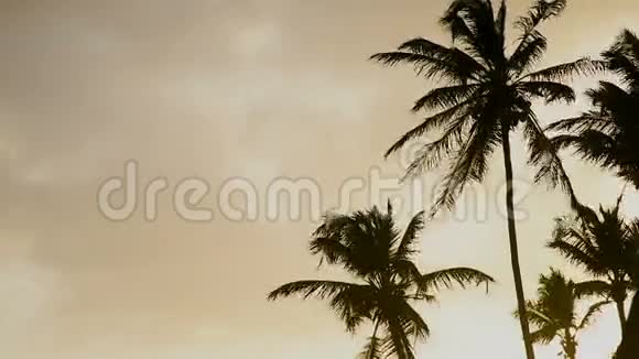 棕榈树和日落视频的预览图