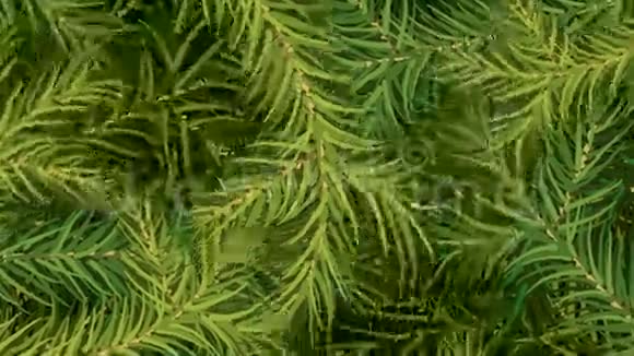 杉树的枝条从屏幕中间移动露出蓝色的屏幕视频的预览图