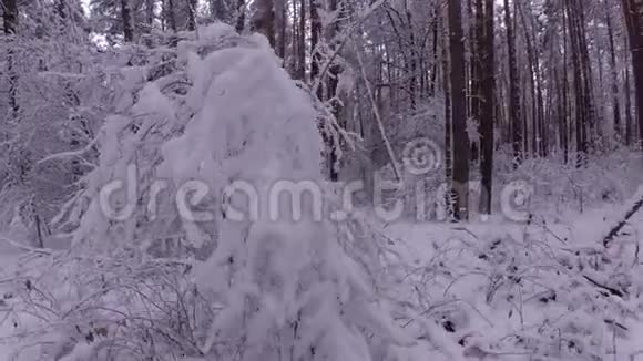 丛林里覆盖着白雪森林里美丽的冬天视频的预览图