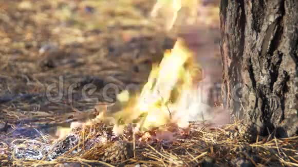 在松林里开火视频的预览图