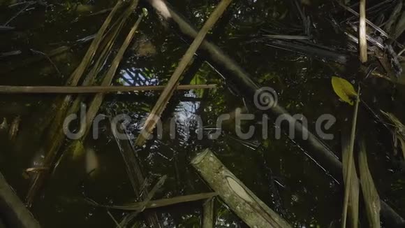 植物和丛林树木射击视频的预览图