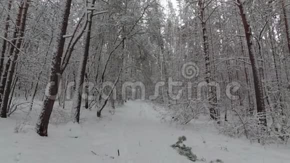 冬天的森林白雪覆盖的树木松林中的降雪视频的预览图