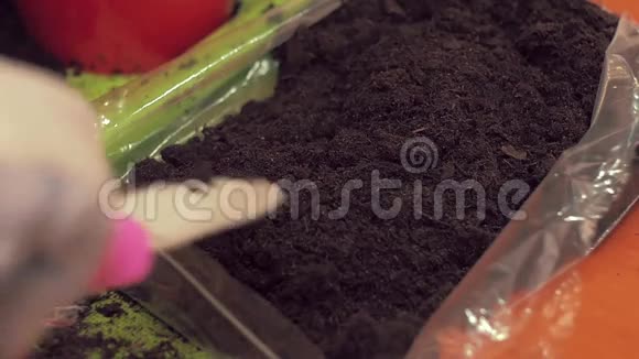 漂亮的女手戴着白色的布手套会用一种家庭植物在锅里冲洗土壤组成住宅植物视频的预览图