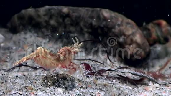 红虾掩映在白海海底的玻璃海底寻找食物视频的预览图