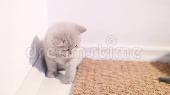 一只英国小猫抬起头来视频的预览图