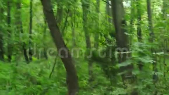 迷失在森林中的游客POV视频的预览图
