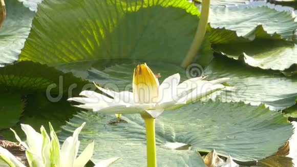 蜜蜂在莲花和蜜蜂小组工作在早晨发现莲花上的花粉视频的预览图