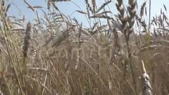 风在阳光明媚的日子里把成熟的麦穗在田间摆动视频的预览图