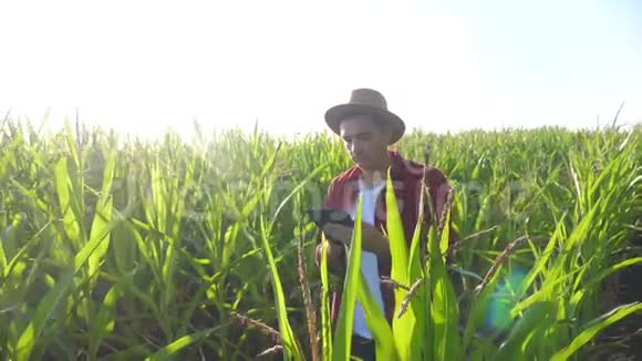 智慧农耕概念慢动作视频Agronomist的生活方式男人在玉米地里拿着平板电脑视频的预览图