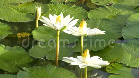 蜜蜂在莲花和蜜蜂小组工作在早晨发现莲花上的花粉视频的预览图