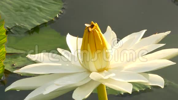 蜜蜂在莲花和蜜蜂小组工作在早晨发现莲花上的花粉视频的预览图