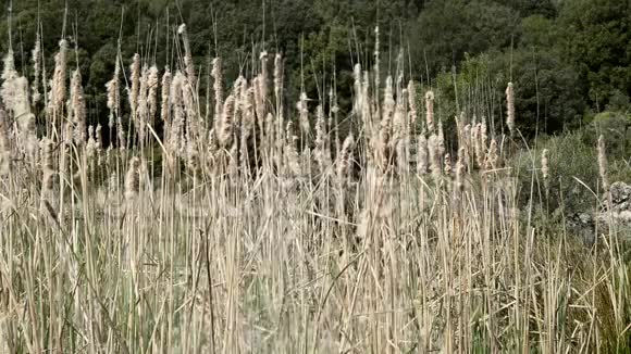 沼泽的香蒲植物视频的预览图