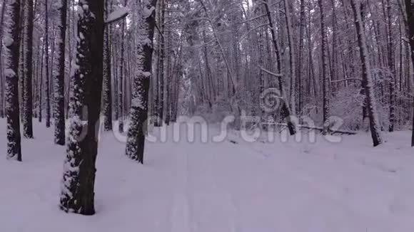 冬松林之路白雪覆盖视频的预览图