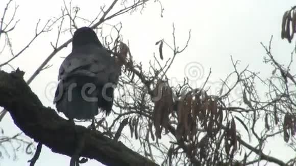 黑乌鸦坐在树上有坚果视频的预览图