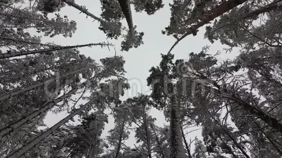 白雪覆盖的树枝松林冬林视频的预览图