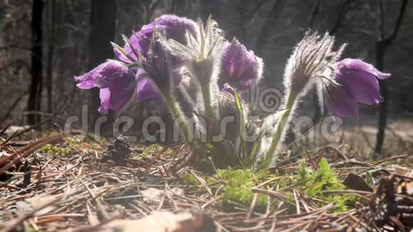 雪花般的紫展开美丽的森林视频的预览图