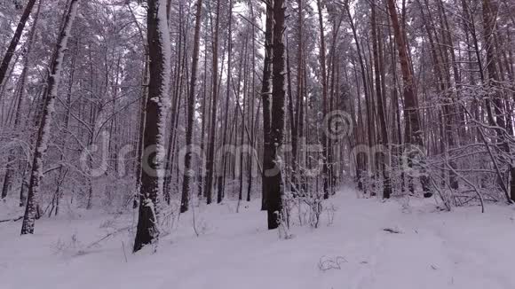 冬天的森林白雪覆盖的树木松林里的降雪视频的预览图