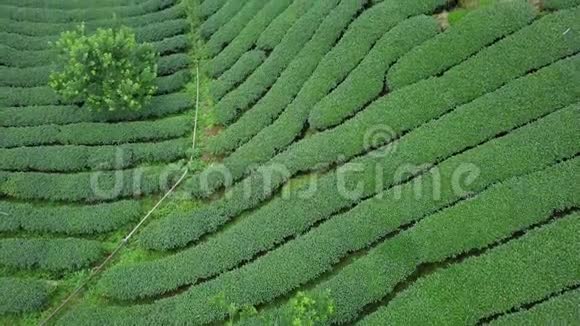 台湾阿里山地区乌龙茶种植鸟瞰图视频的预览图