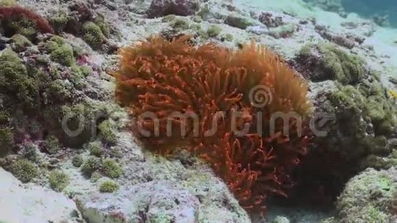 海葵和小丑鱼近距离射击马尔代夫视频的预览图