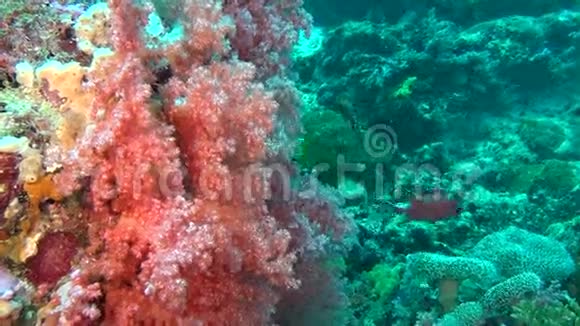 马尔代夫海底背景红珊瑚的鱼群视频的预览图