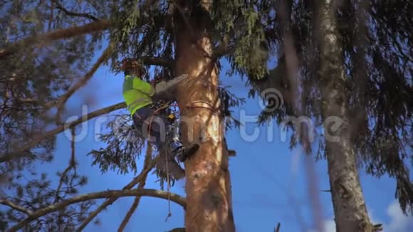 伐木工人在锯树干视频的预览图