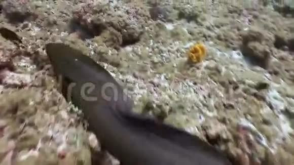 大型海鳗在珊瑚礁上游来游去寻找食物视频的预览图