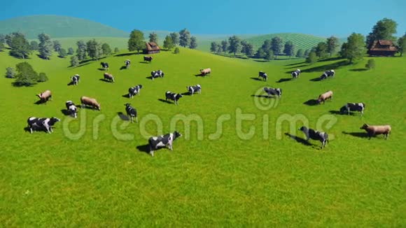 牧场鸟瞰牛群视频的预览图