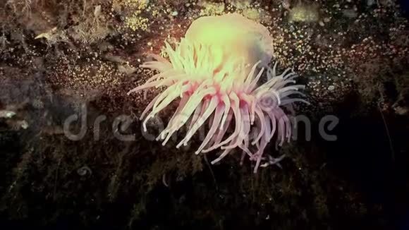 海葵在白海海底接近水下视频的预览图