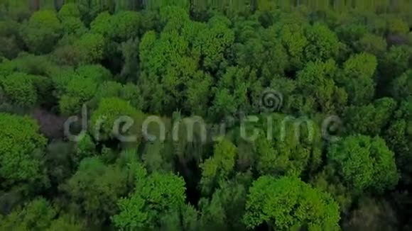 飞行于绿色针叶林之上视频的预览图