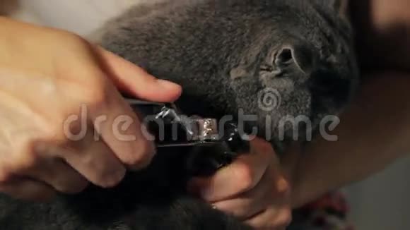 女人去除爪子灰猫英国品种平静视频的预览图