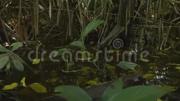 植物和丛林树木射击视频的预览图