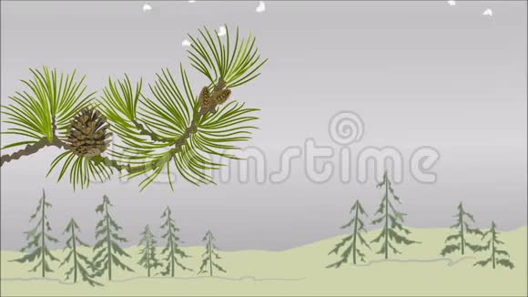 冬季风景松枝雪松圆锥形圣诞主题视频视频的预览图