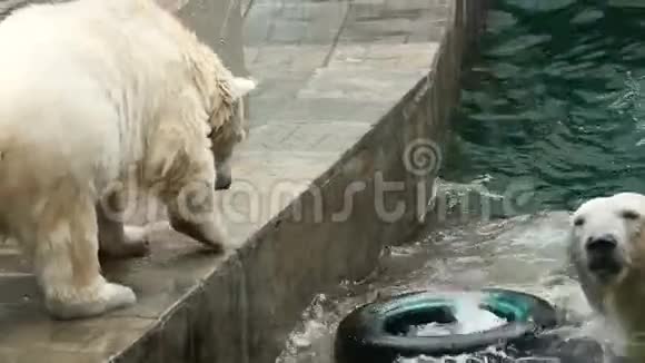 动物园里的北极熊视频的预览图