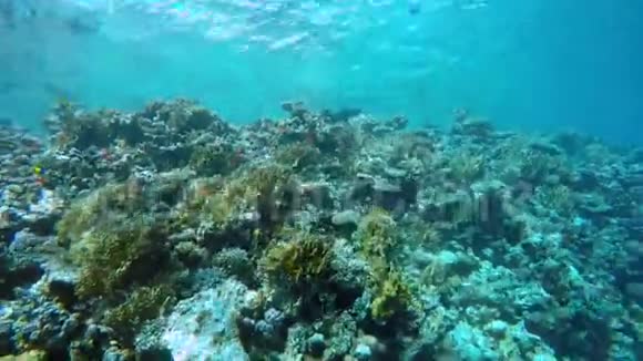 埃及达哈布在红海潜水视频的预览图