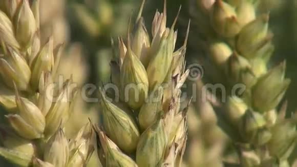 夏末小麦作物穗视频的预览图