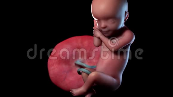 人类胎儿第30周视频的预览图